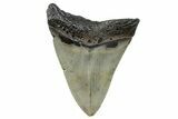 Serrated, Fossil Megalodon Tooth - North Carolina #273956-1